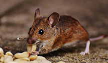 24 Hour & Emergency Exterminators in Business Reply Mail, VA